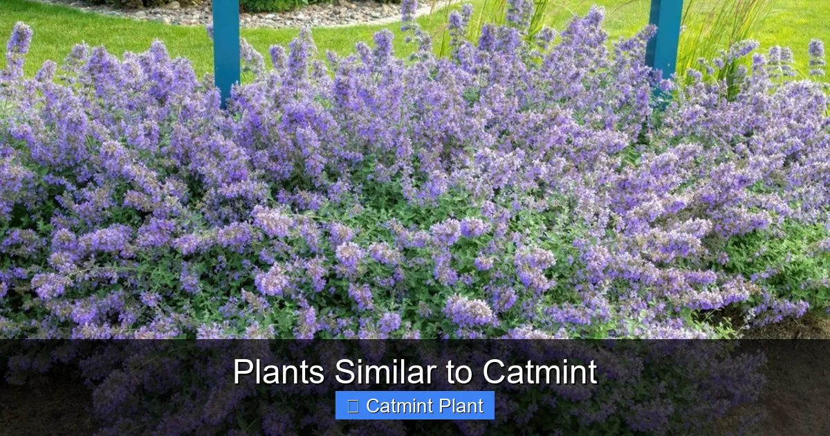 Plants Similar to Catmint