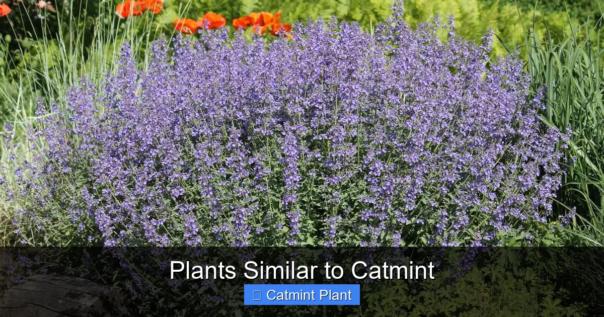 Plants Similar to Catmint