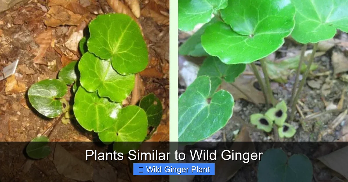 Plants Similar to Wild Ginger