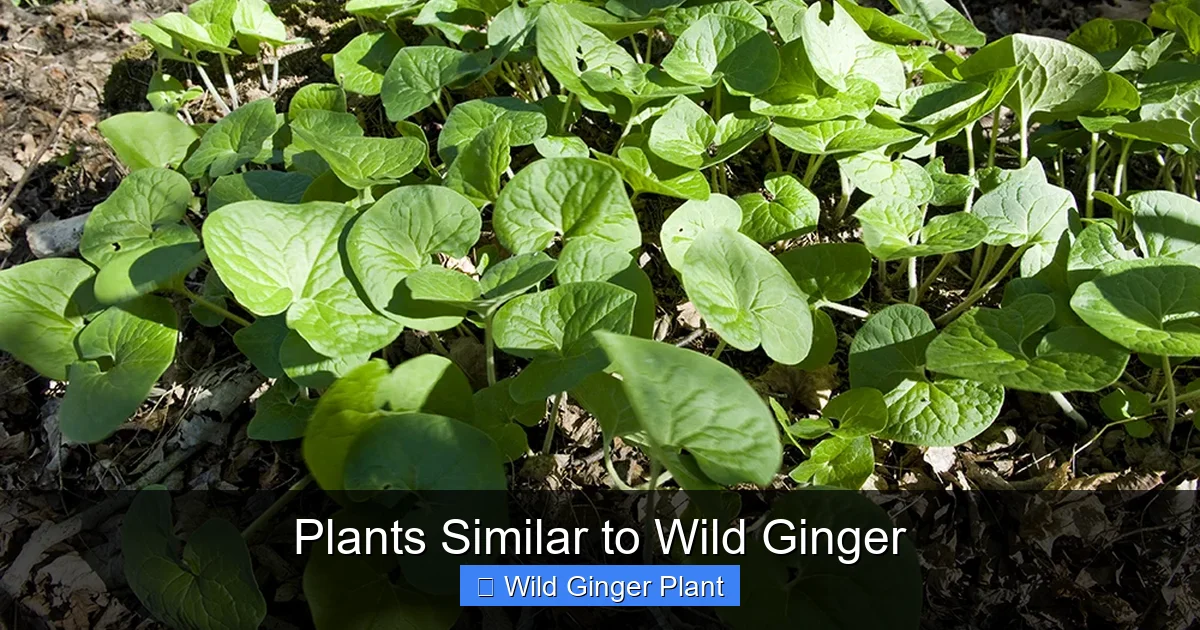 Plants Similar to Wild Ginger