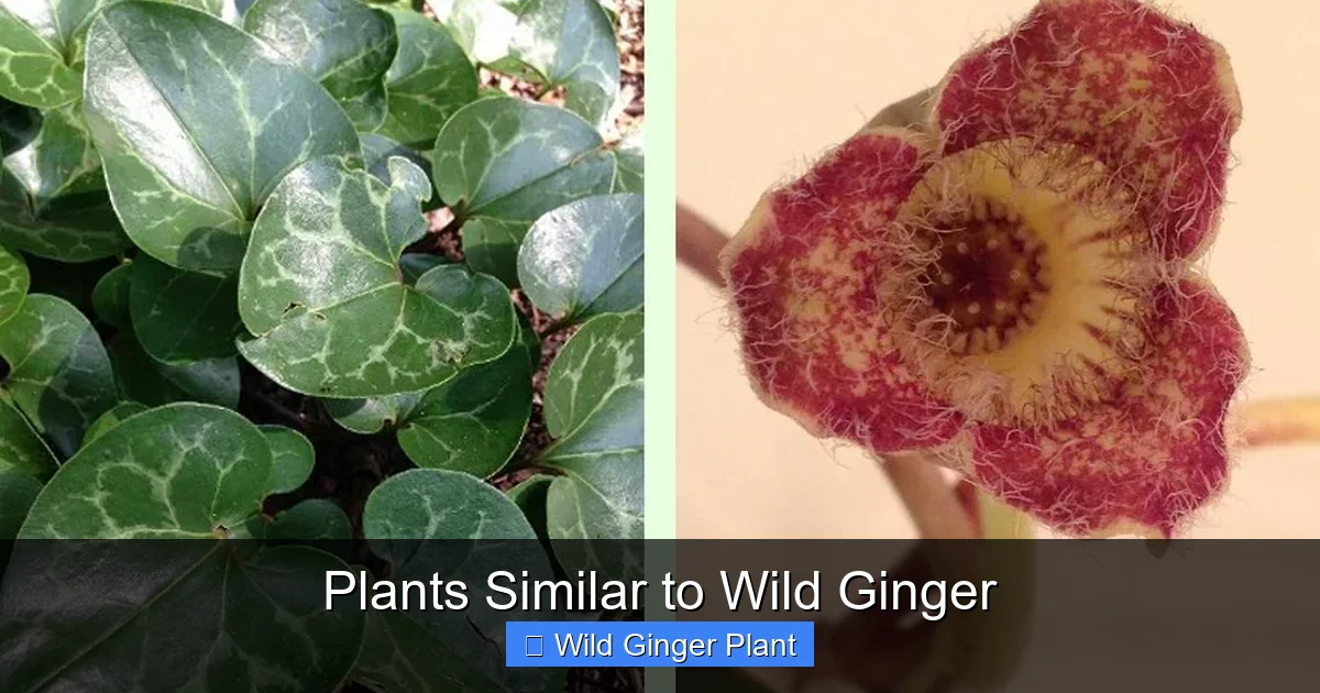 Plants Similar to Wild Ginger