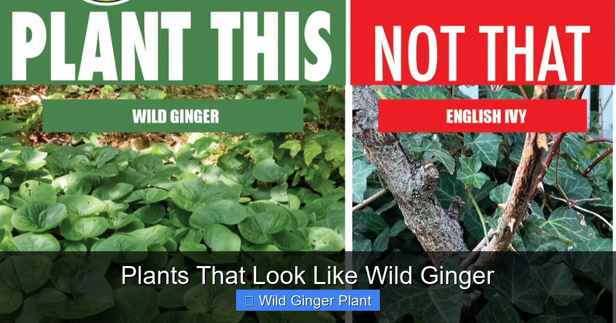 Plants That Look Like Wild Ginger