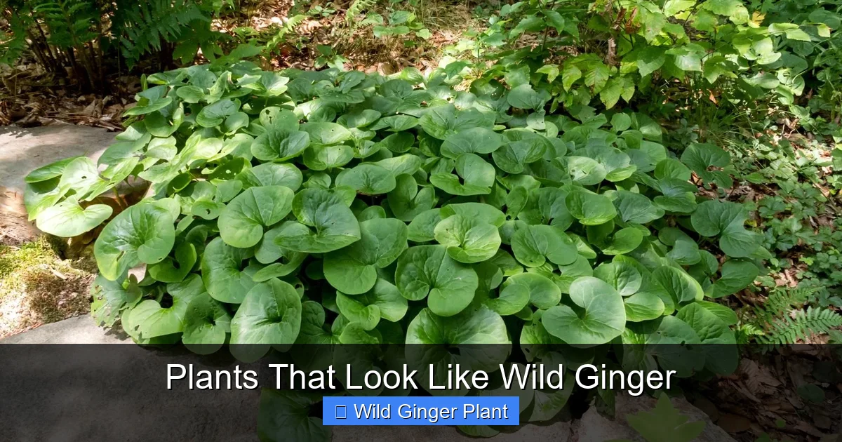 Plants That Look Like Wild Ginger