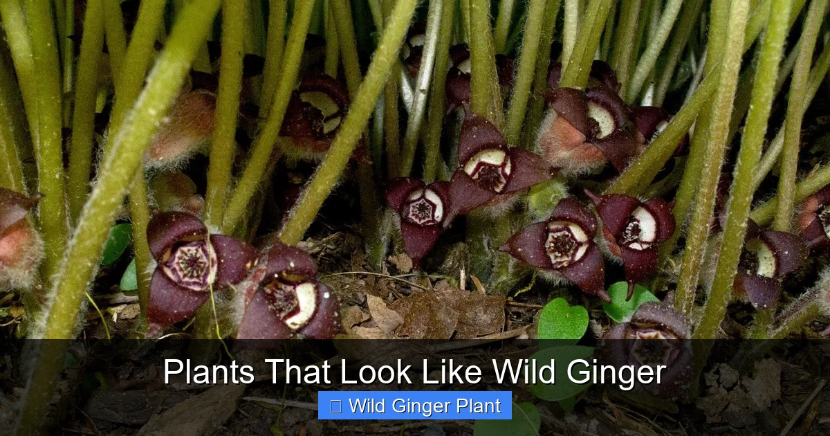 Plants That Look Like Wild Ginger