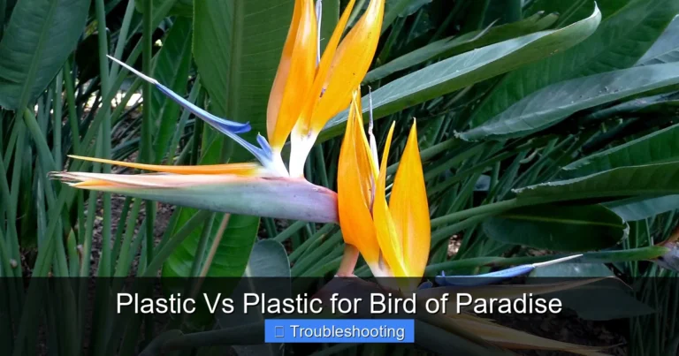 Plastic Vs Plastic for Bird of Paradise