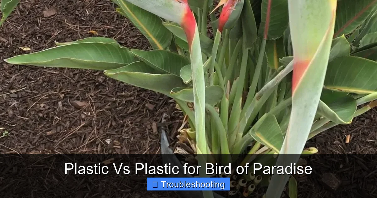 Plastic Vs Plastic for Bird of Paradise