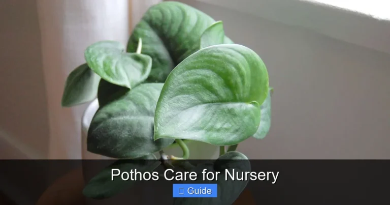 Pothos Care for Nursery