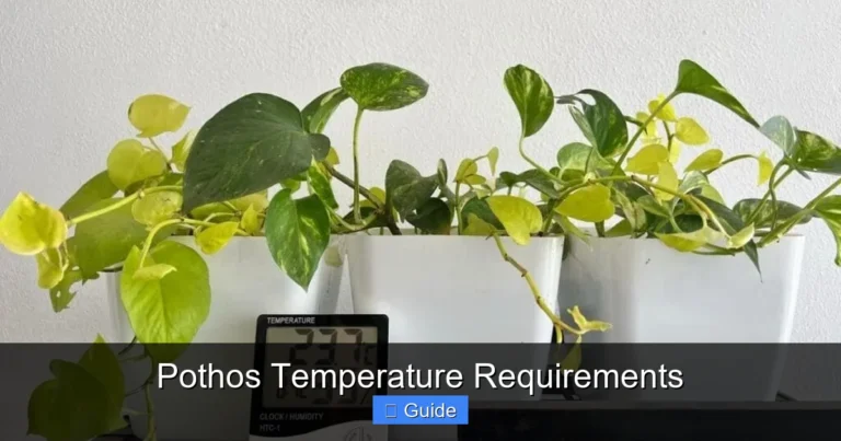Pothos Temperature Requirements