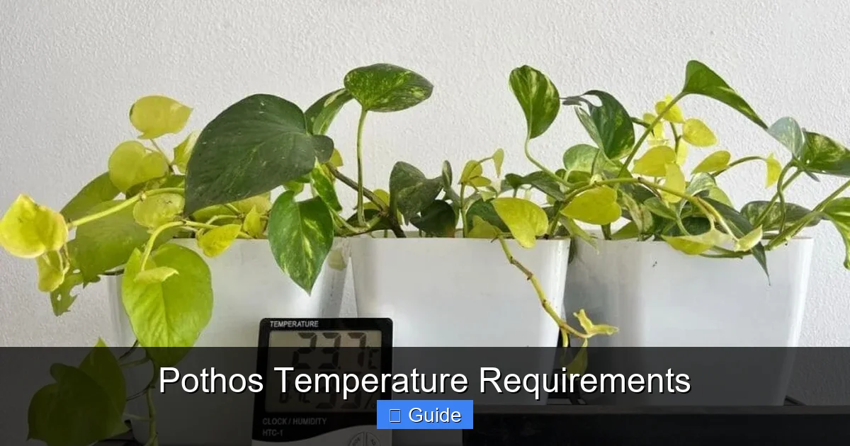 Pothos Temperature Requirements