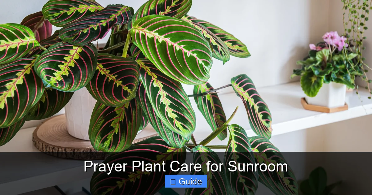 Prayer Plant Care for Sunroom