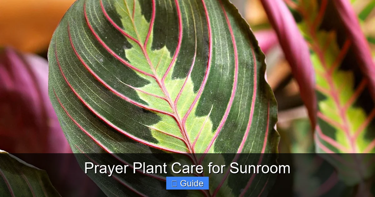 Prayer Plant Care for Sunroom