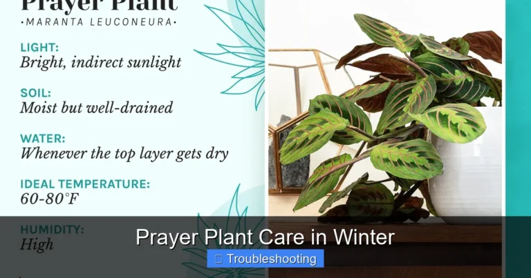 Prayer Plant Care in Winter