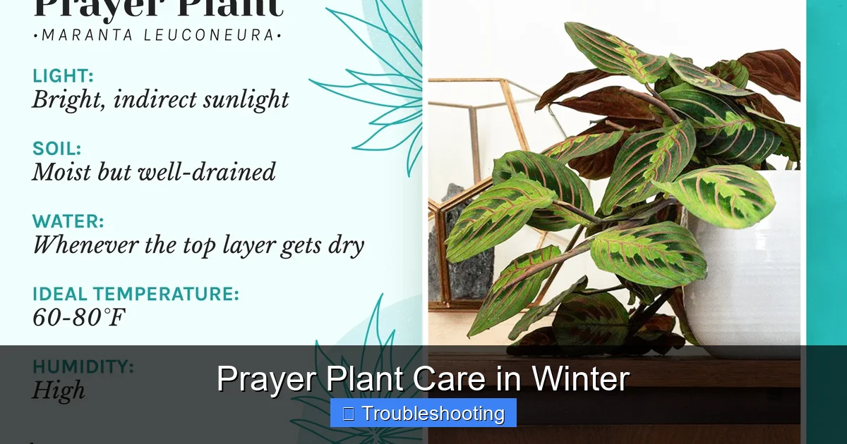 Prayer Plant Care in Winter