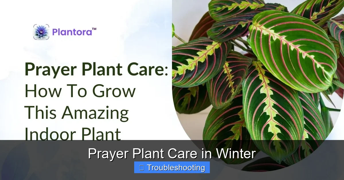 Prayer Plant Care in Winter