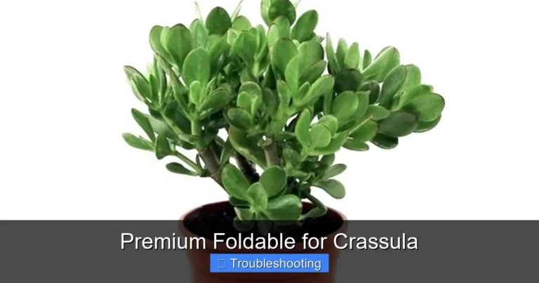 Premium Foldable for Crassula