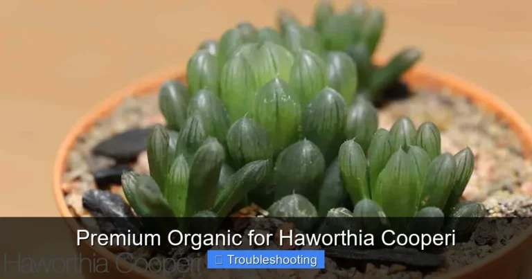 Premium Organic for Haworthia Cooperi