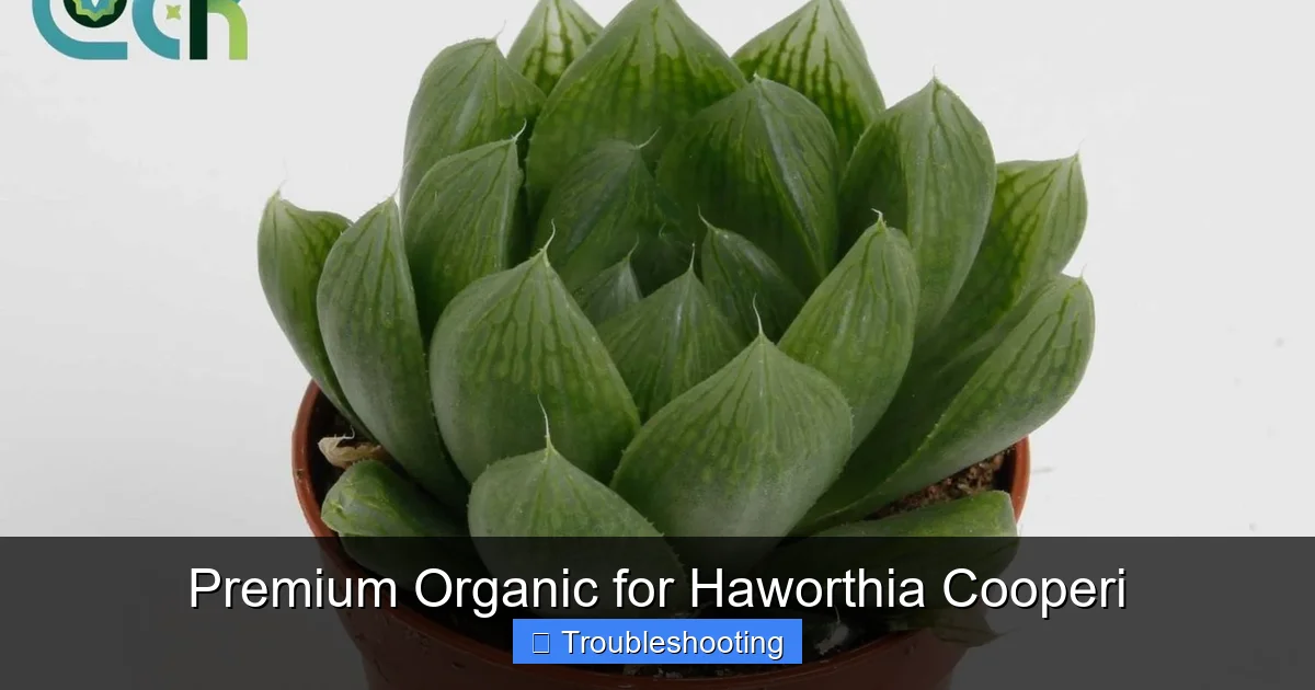 Premium Organic for Haworthia Cooperi