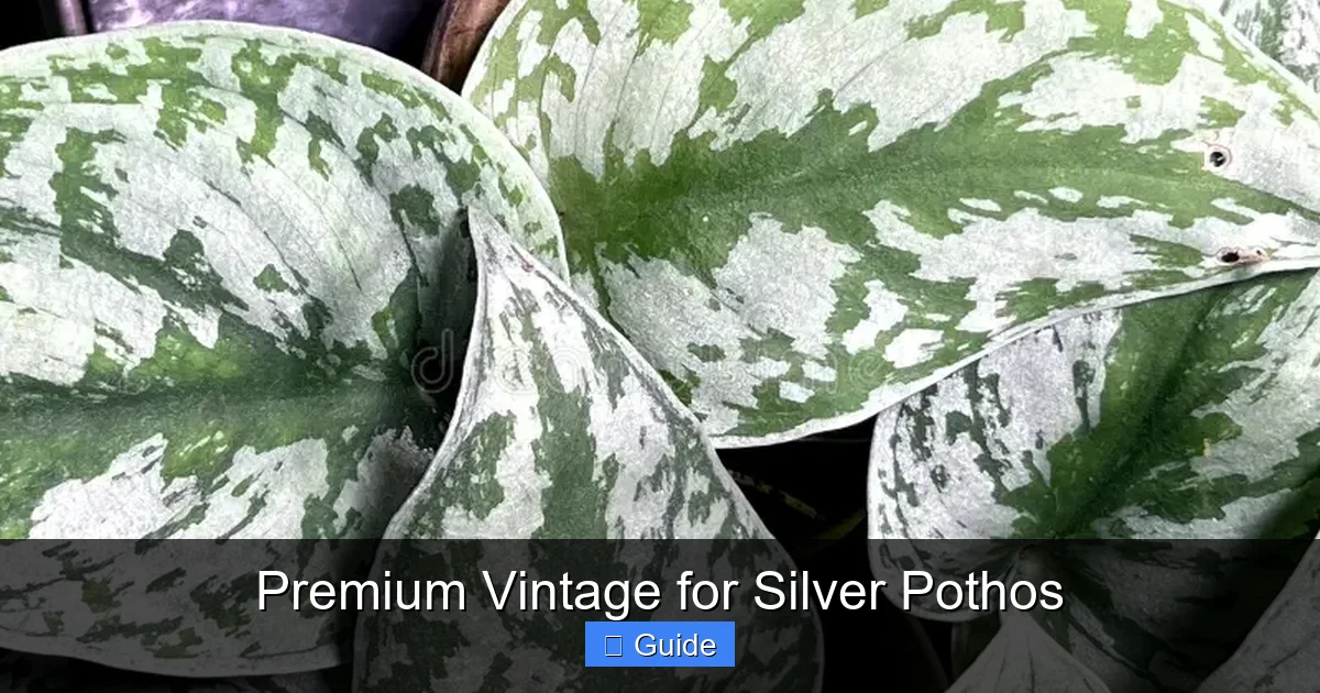 Premium Vintage for Silver Pothos