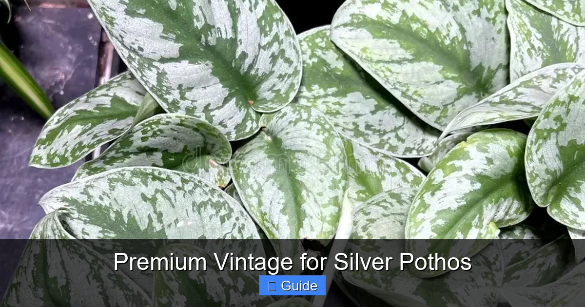 Premium Vintage for Silver Pothos