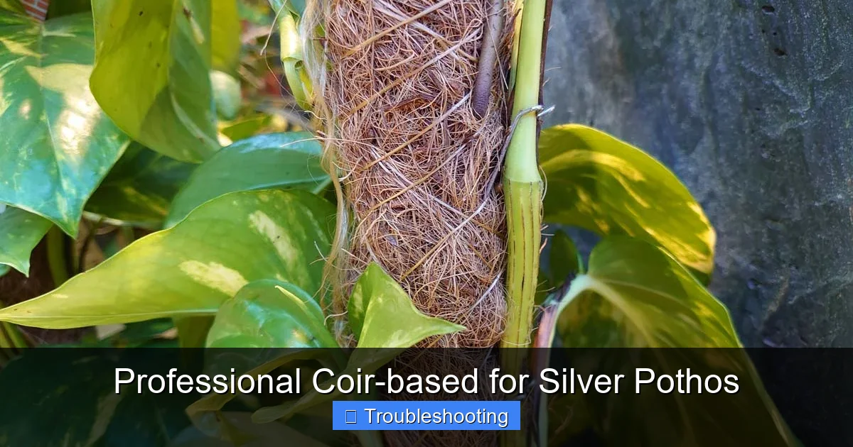 Professional Coir-based for Silver Pothos