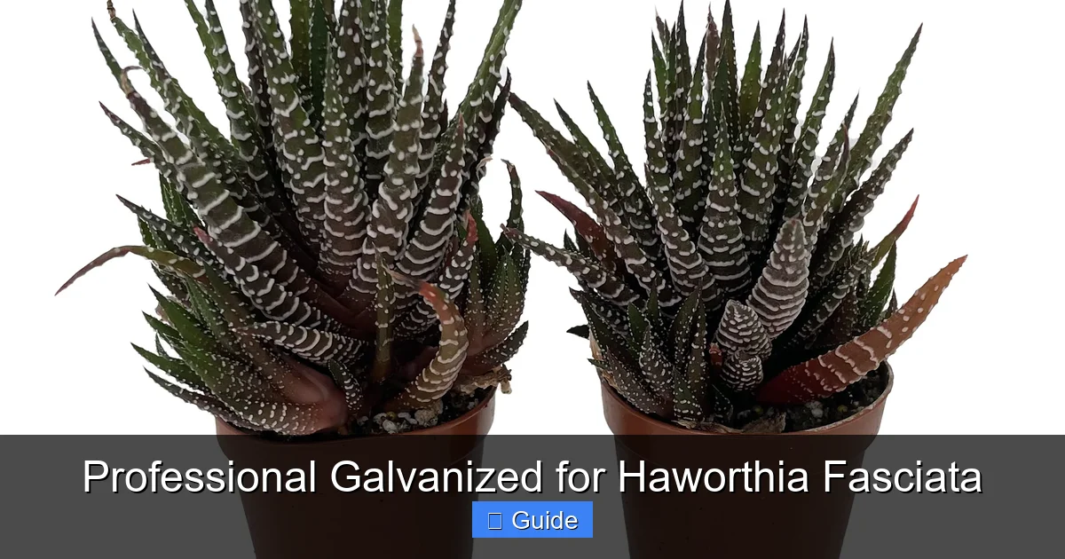 Professional Galvanized for Haworthia Fasciata