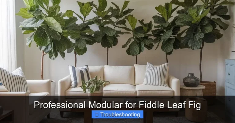 Professional Modular for Fiddle Leaf Fig