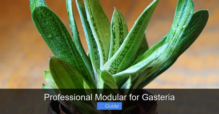 Professional Modular for Gasteria