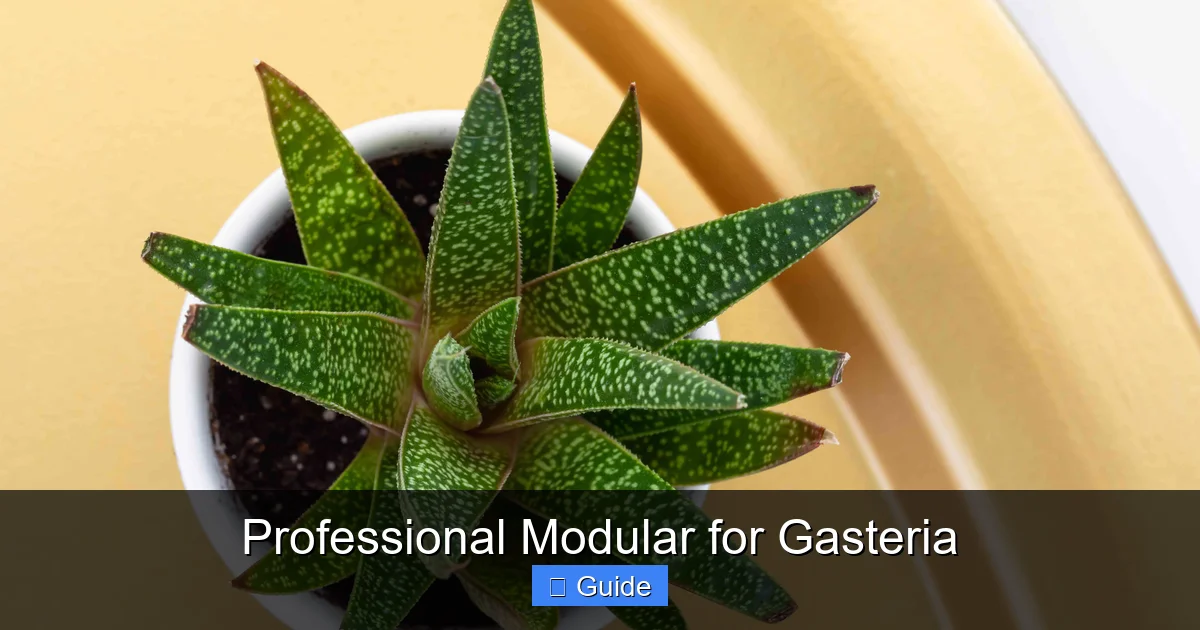 Professional Modular for Gasteria
