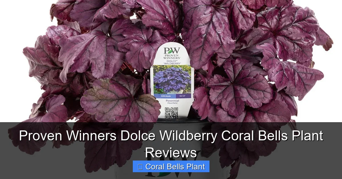 Proven Winners Dolce Wildberry Coral Bells Plant Reviews