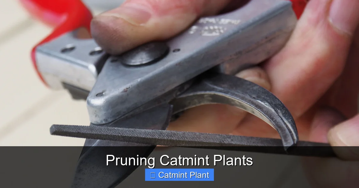 Pruning Catmint Plants