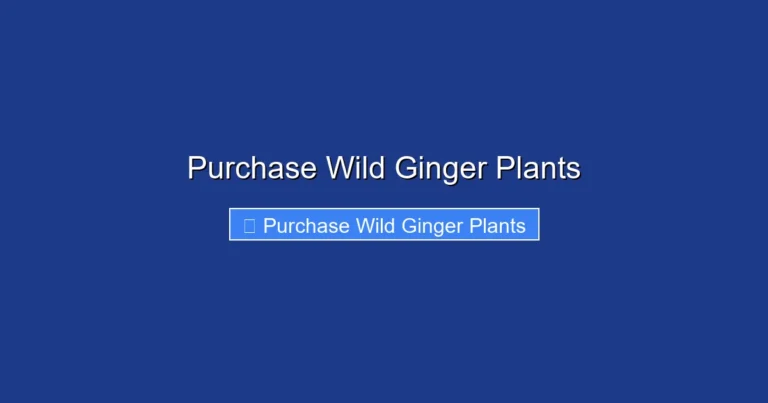 Purchase Wild Ginger Plants