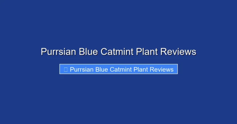 Purrsian Blue Catmint Plant Reviews
