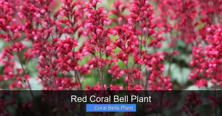 Red Coral Bell Plant