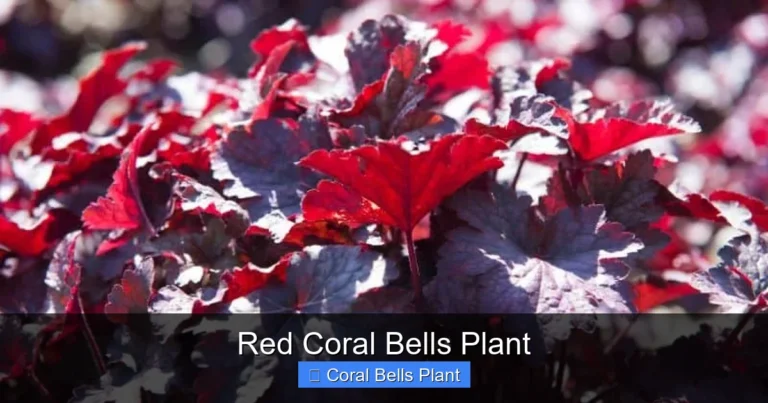 Red Coral Bells Plant