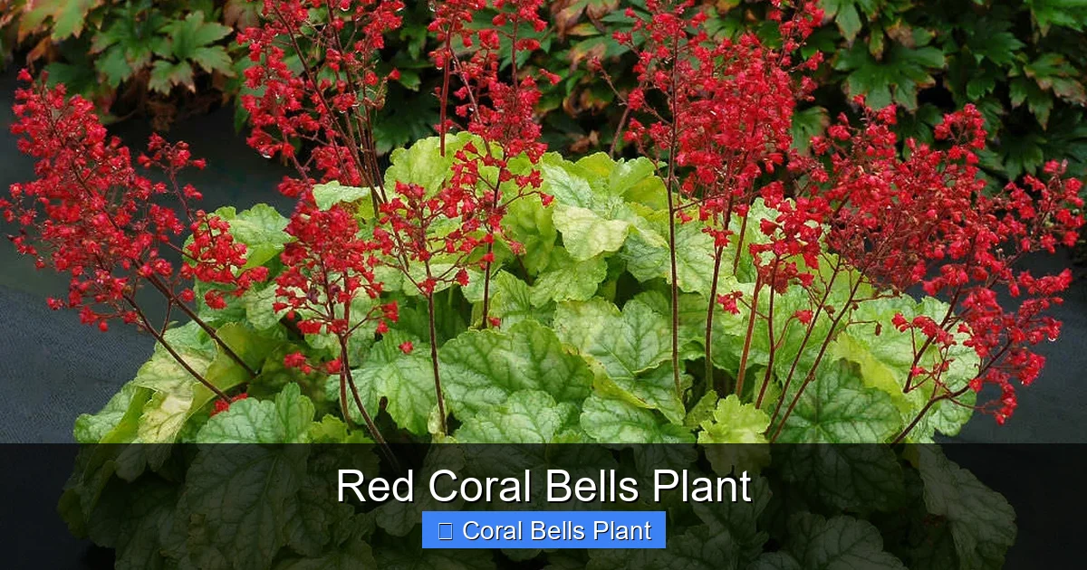 Red Coral Bells Plant