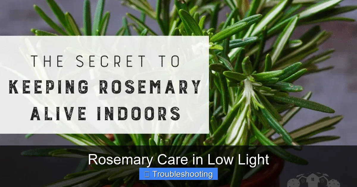 Rosemary Care in Low Light