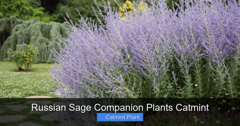 Russian Sage Companion Plants Catmint