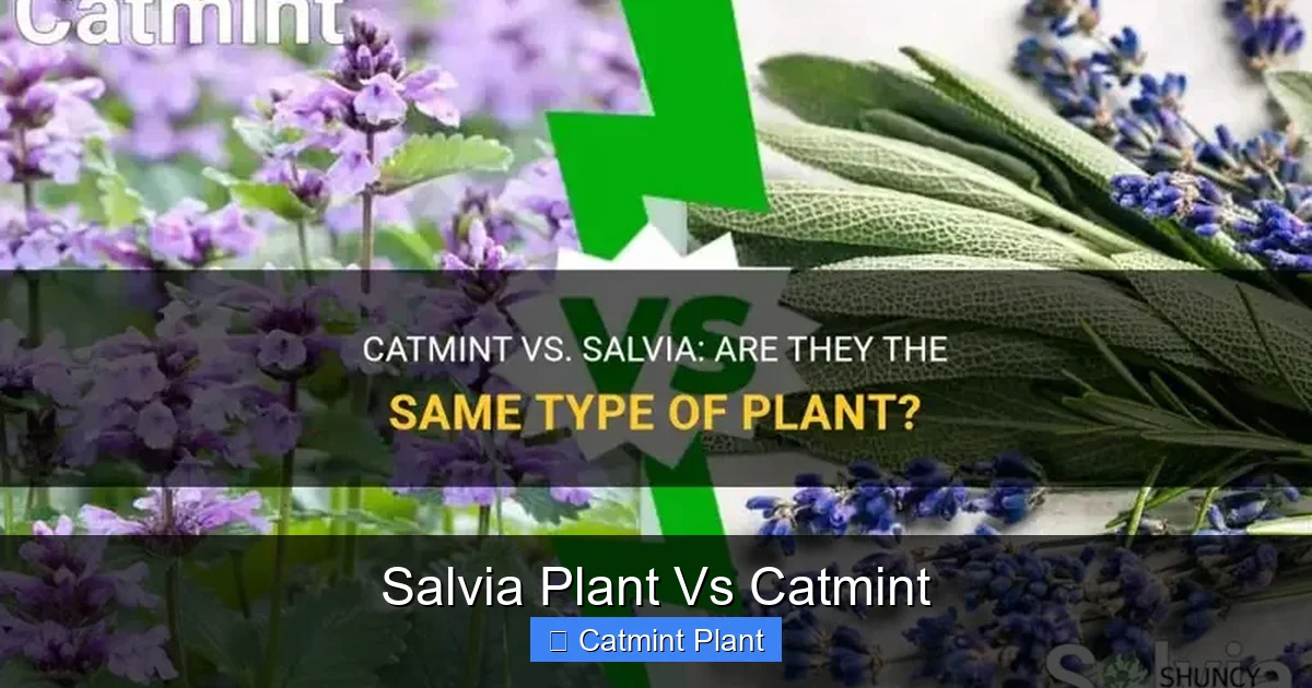Salvia Plant Vs Catmint