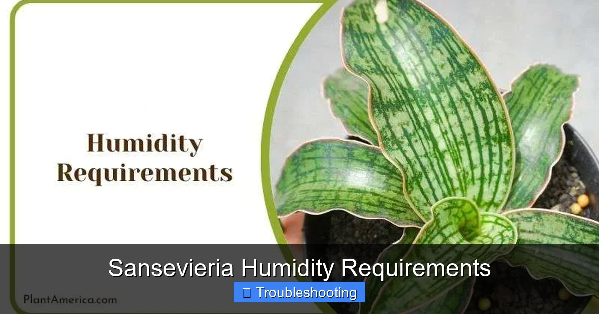 Sansevieria Humidity Requirements