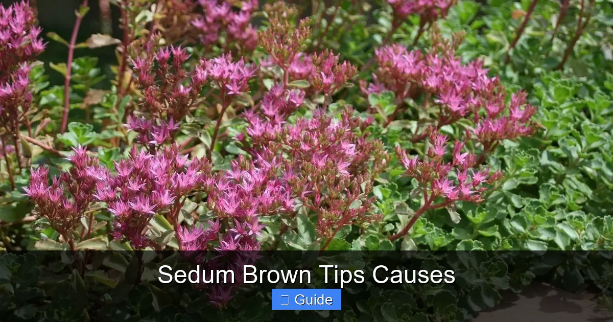 Sedum Brown Tips Causes