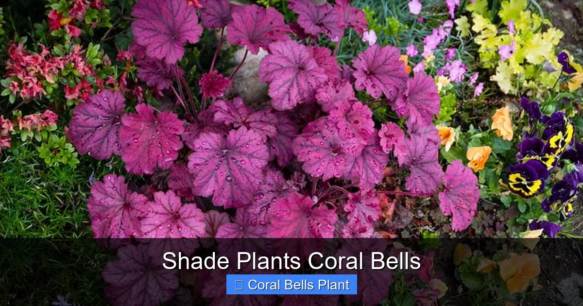 Shade Plants Coral Bells