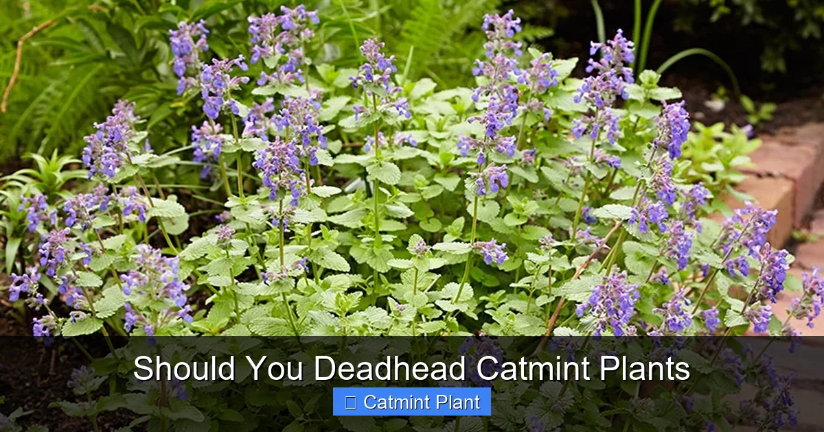 Should You Deadhead Catmint Plants