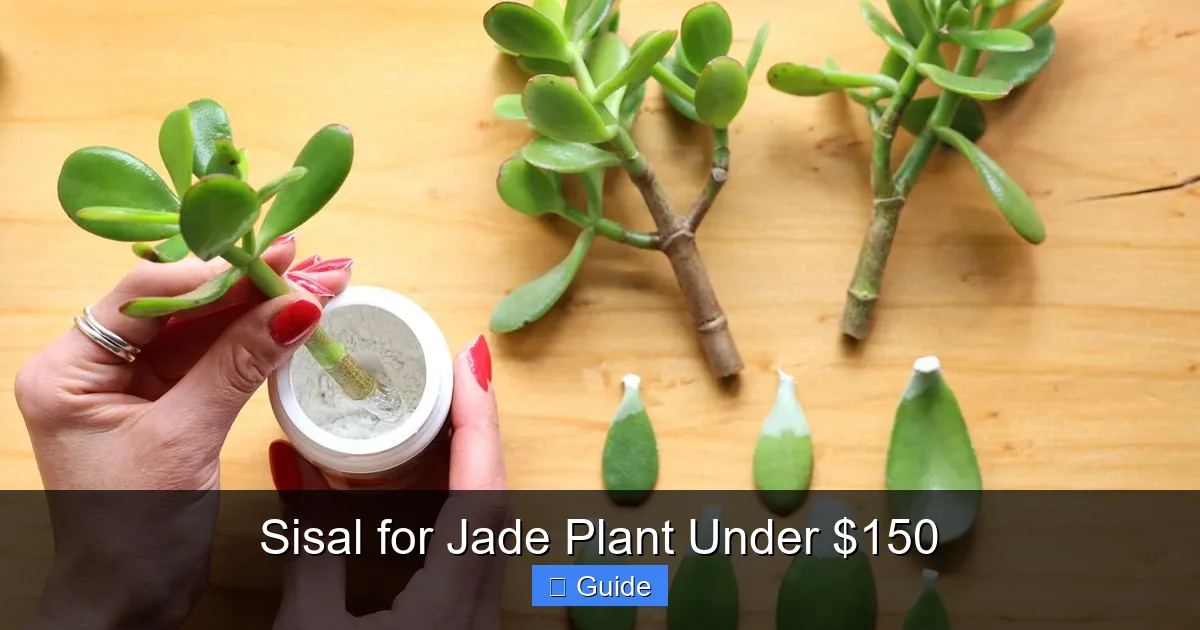 Sisal for Jade Plant Under $150