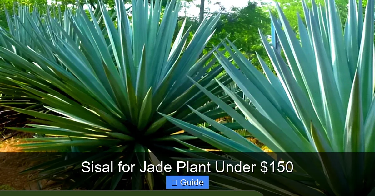Sisal for Jade Plant Under $150