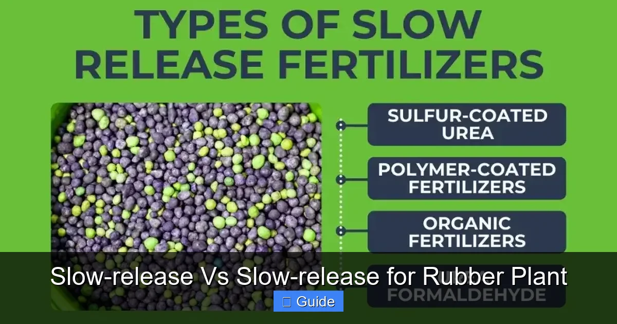 Slow-release Vs Slow-release for Rubber Plant