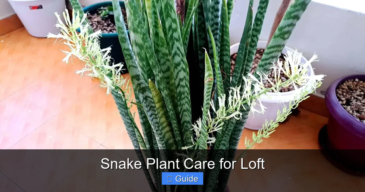 Snake Plant Care for Loft