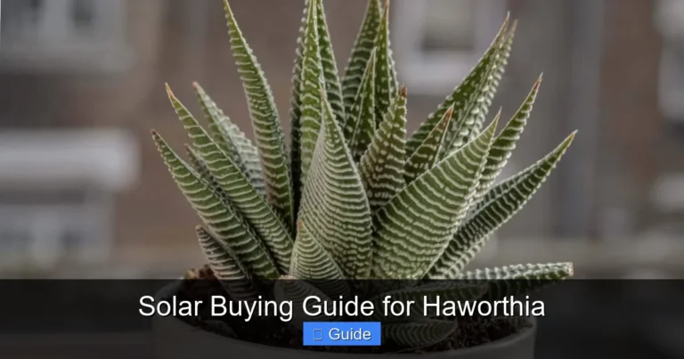 Solar Buying Guide for Haworthia