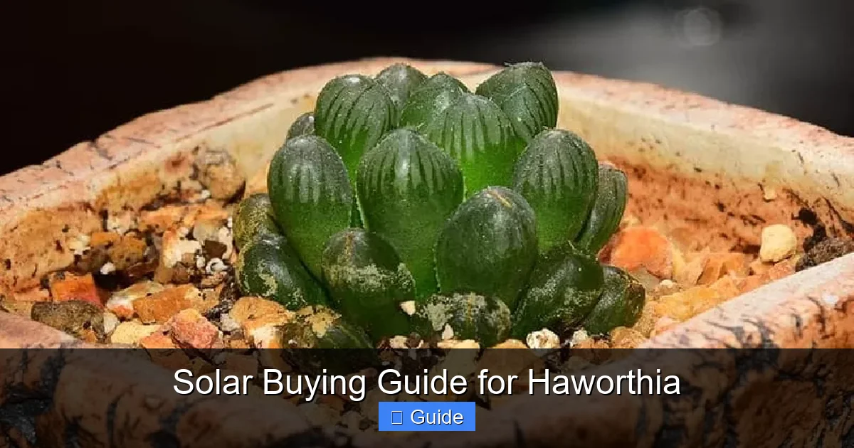Solar Buying Guide for Haworthia
