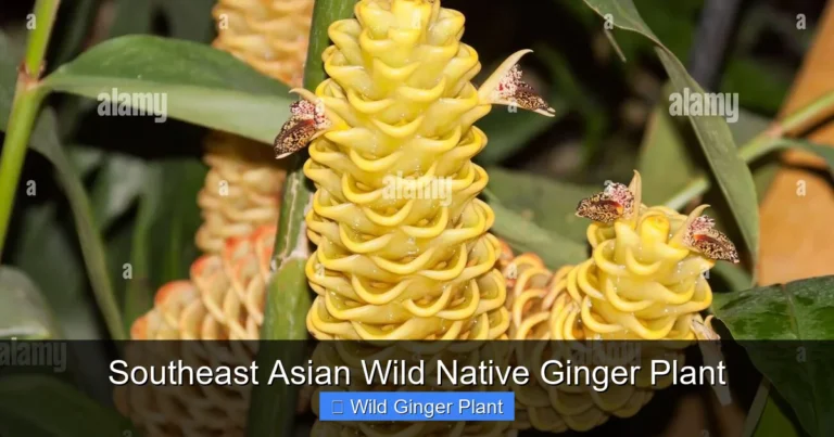 Southeast Asian Wild Native Ginger Plant