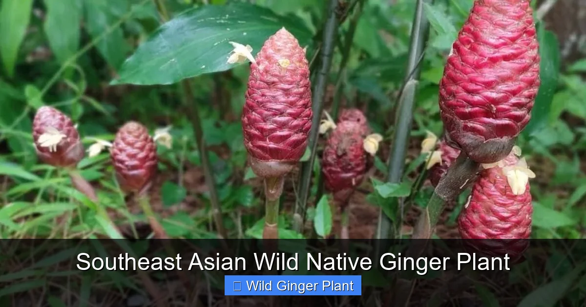 Southeast Asian Wild Native Ginger Plant